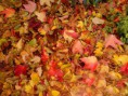 /album/autunno-e-i-suoi-frutti/autunno-e-frutti-autunnali-7-jpg/